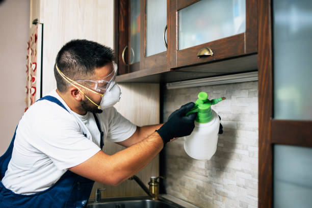 Best Insect Control  in Silverthorne, CO