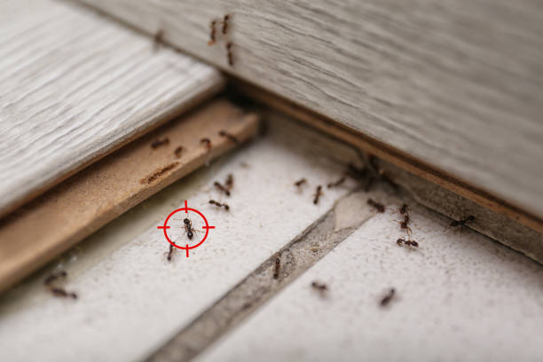 Best Pest Control Near Me  in Silverthorne, CO