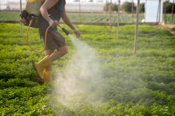 Best Pest Prevention Services  in Silverthorne, CO