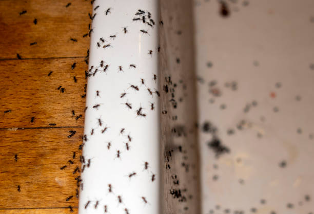 Best Local Pest Control Services  in Silverthorne, CO