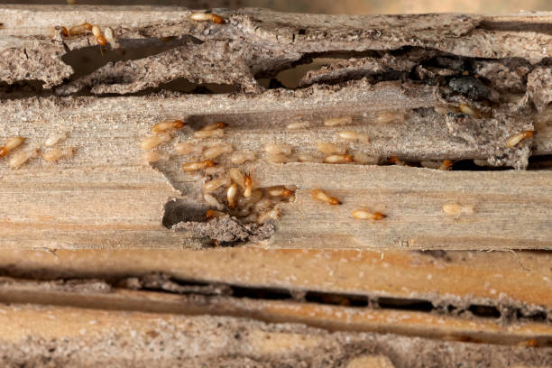Best Pest Prevention Services  in Silverthorne, CO