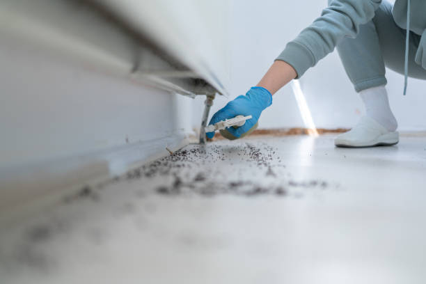 Best Pest Control for Homes  in Silverthorne, CO